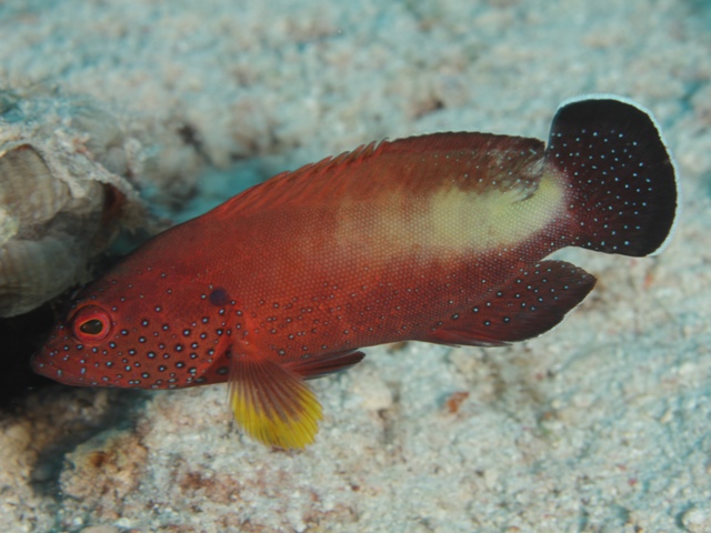 Cephalopholis hemistiktos